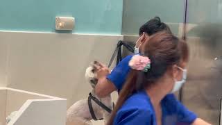 BRUSHING OUT DOG'S TEETH (Pet Express in SM City La Union)