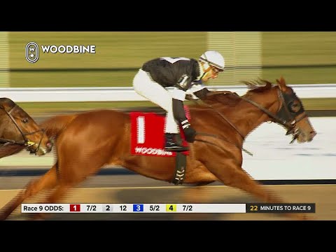 2018 Display Stakes: Woodbine, December 8, 2018 - Race 8