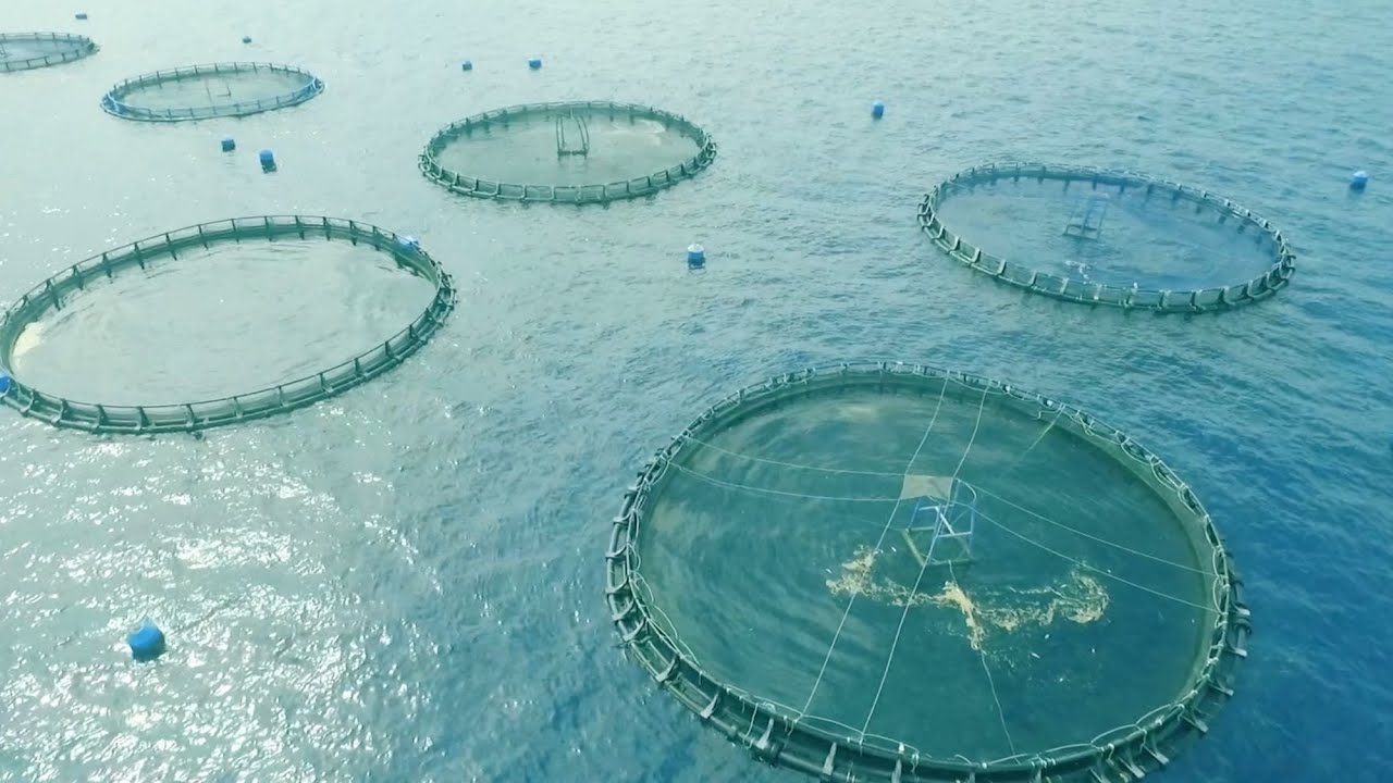 Atmospheric methane is turned into fish food