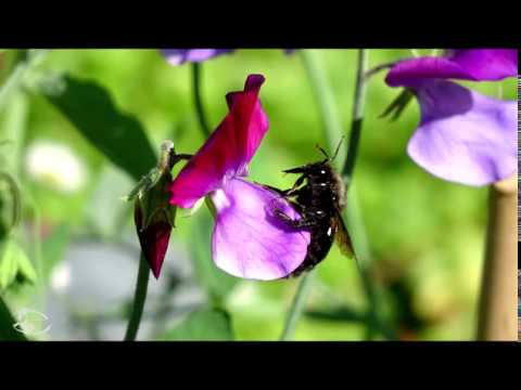 Rare, gigantic European bee - violet carpenter bee - Garden Wildlife