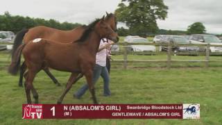 Gentlewave x Absalom’s Girl 2016 at TBA Stars of Tomorrow Foal Show