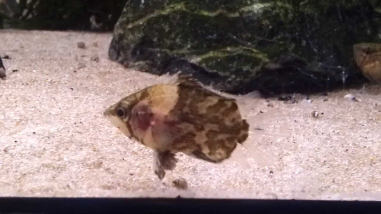 African Leaf Fish • Care Guide (Tank Setup, Mates & Breeding)