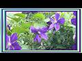 Clematis Jackmanii Vs The Rest Why This Classic Always Wins