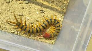 preview picture of video 'My Pet Giant Centipede | Beautifull Colour | Yellow with Black Shades and Red Face | CENTIPEDE'