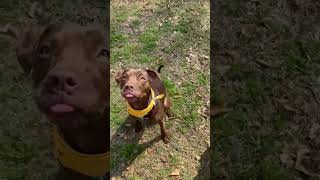 Video preview image #1 American Staffordshire Terrier-Labrador Retriever Mix Puppy For Sale in Oakhurst, NJ, USA