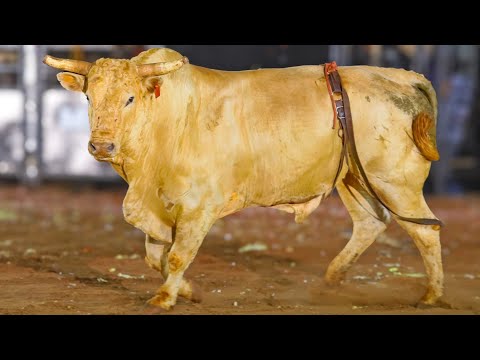 SEMI FINAL EM TOUROS (Equipes - ACR X EKIP ROZETA) - VOTU International Rodeo 2025