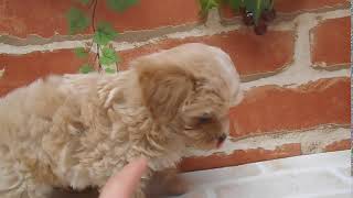 ハーフ犬の動画01