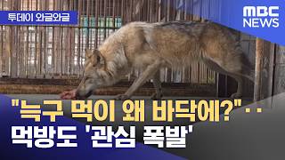 [와글와글] 늑구 먹이 왜 바닥에?‥먹방도 '관심 폭발' (2026.04.23/뉴스투데이/MBC)