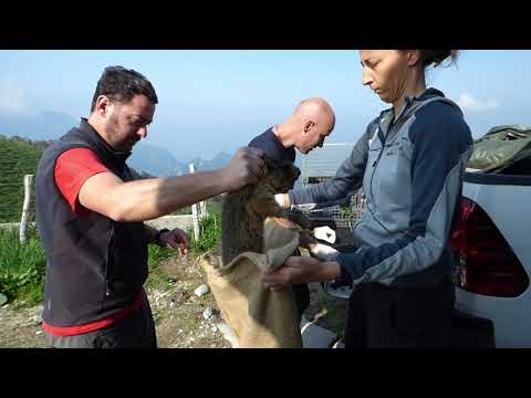 Progetto marmotta nel Parco naturale delle Prealpi Giulie