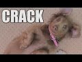 Leelu The Crack Addicted Dog 