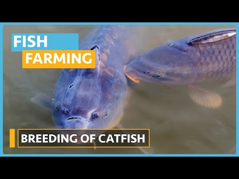 Fish Farming courses Lesson 1 Meet the Instructor