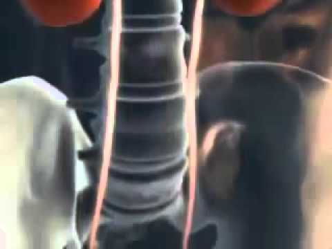 BPH-Behandlung zu Hause Prostata-Massage-Finger in Kontakt