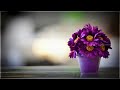 Mercury Poove Yuvan Love WhatsApp Status