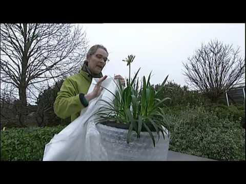 Nu kommer frosten: Sådan undgår dine planter kuldedøden