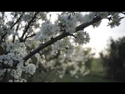 Vintage lens for filming - Meyer optik Görlitz Lydith 30mm ƒ3.5 on lumix S1 camera