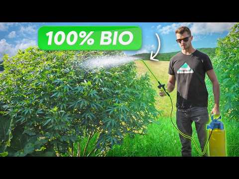 Schimmelfreier Outdoor Grow – 4 effektive Maßnahmen von AUßEN Teil 1