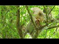 Monkey Mating Is Very Best To Produce Wonderful Mating Like This SO MUCH