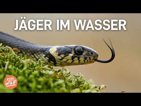 Die heimlichen Herrscher europäischer Gewässer! | Doku | Wildes Europa