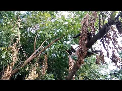 can you spot the cat😺 #cat #pets