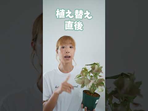 シダを室内に取り込む時期はいつ？簡単にメンテナンスするにはどうすればよいでしょうか?  庭園