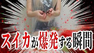 【切り抜き / 実写】音量注意！！輪ゴムでスイカ割りしてみた結果ｗｗｗｗ【天翔院ひいな】