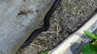 preview picture of video 'A Grass Snake enjoying the sun...'