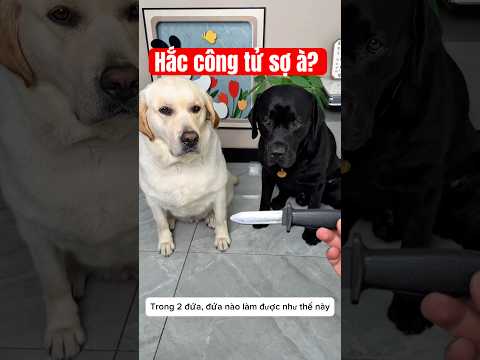 Sợ rồi còn gì anh hắc #pets #funny