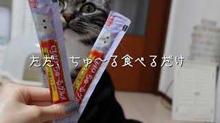 ただ、ちゅーる食べるだけ 足長マンチカン まる Munchkin cat