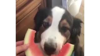 Dog eating a watermelon
