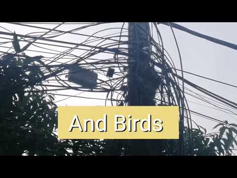 On day 5 God made fishes and birds