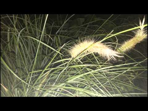 Test on an LED light on LG G3 screen smartphone