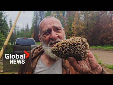 First Nation sets up checkpoint in BC Interior amid surge in mushroom pickers