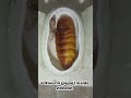 silkworm pupa inside cacoon  #shorts