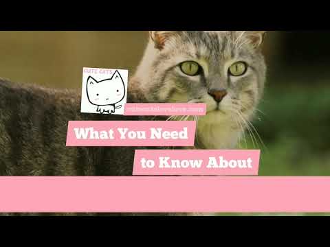 What You Need to Know About Cat Bite Complications