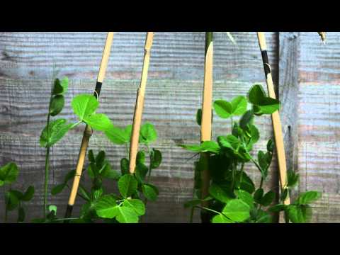 Sugar Snap Peas timelapse