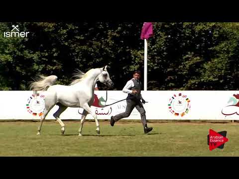 N.134 PSE AL RAKHAN - Strohen 2018 B Int