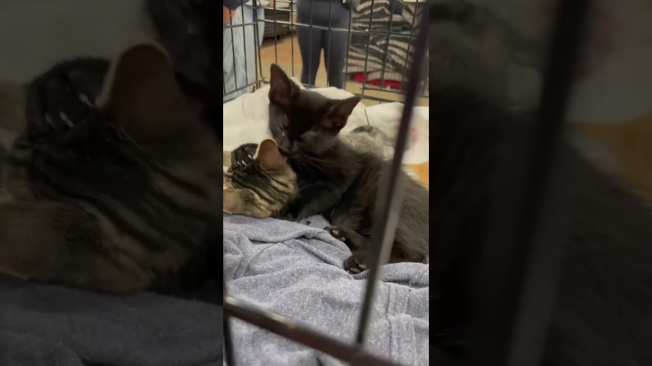 Enlarge Conway Kitty, a Adopted Domestic Short Hair in Crown Point, IN video 2/4