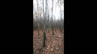 Richard Veen - Hibernation video