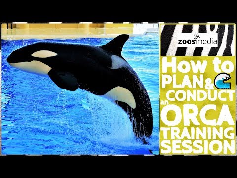 How to plan & conduct an ORCA TRAINING SESSION at Loro Parque | zoos.media