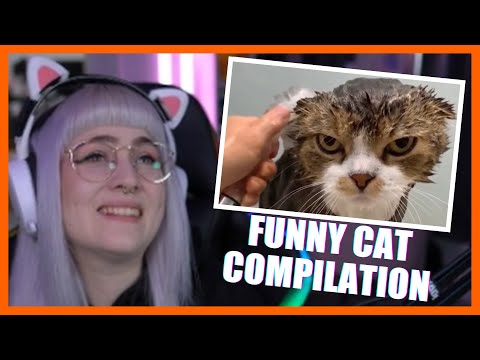 MIAU! 🔥 Funny Cat Compilation | Reaktion