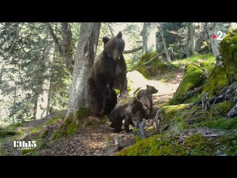 🇫🇷 🐻 Pyrénées : quand l'ours attaque - 27/11/2021