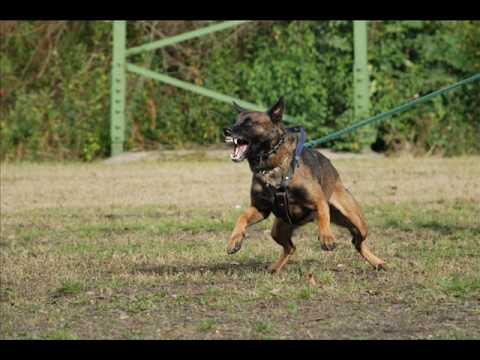 Uxa Malidaj bite working