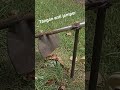 Modifikasi Mesin Potong Rumput