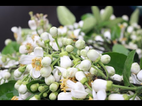 DỊU DÀNG HƯƠNG BƯỞI