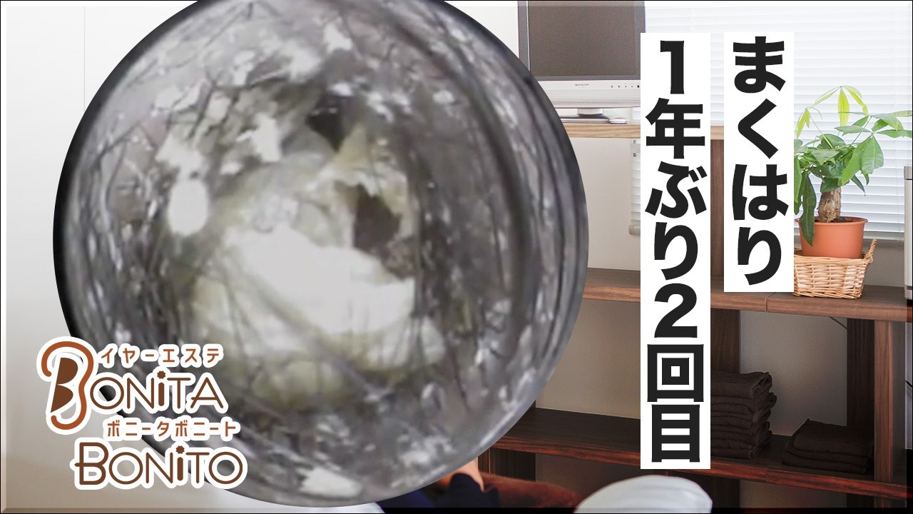 #耳掃除　1年ぶり2回目、まくはり。