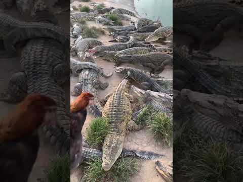 Live Chicken feeding to Crocodiles 👀