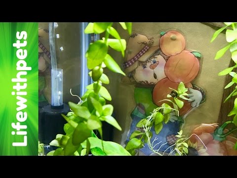 Divided 10 gallon Betta fish tank ( Fall theme)
