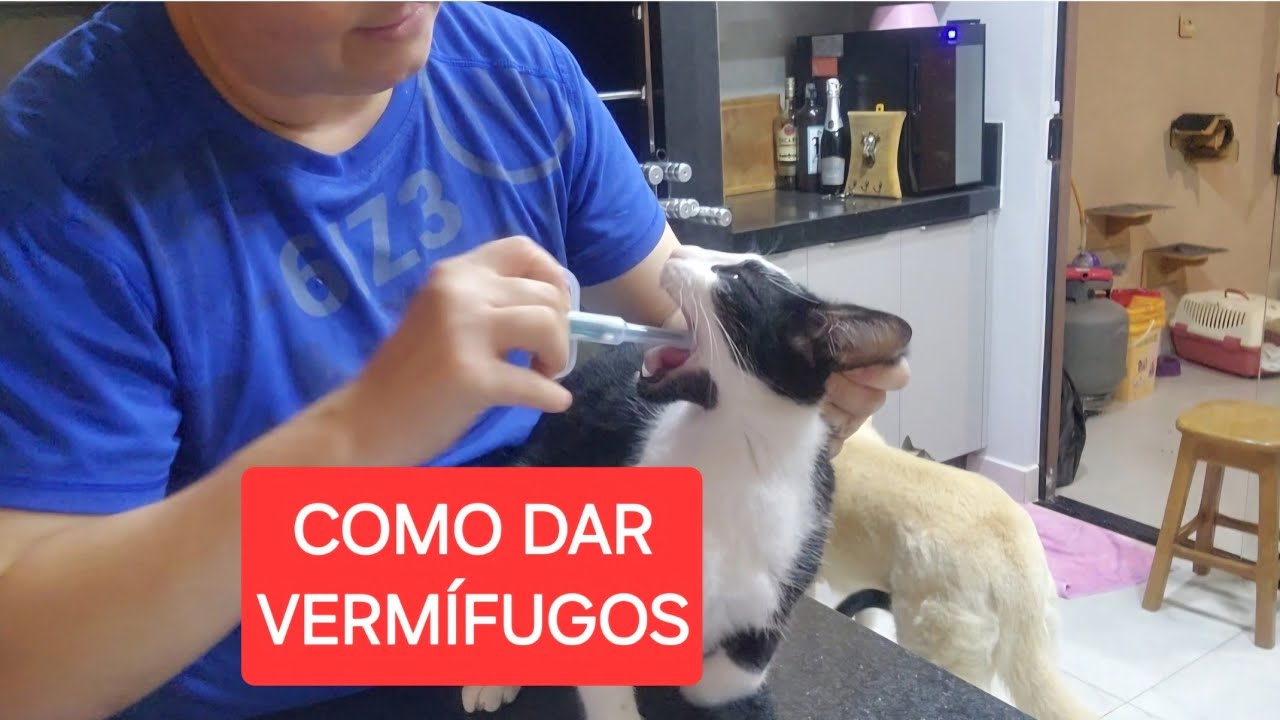 COMO DAR VERMÍFUGO PARA GATOS EM CASA🫣🫣🫣🫣
