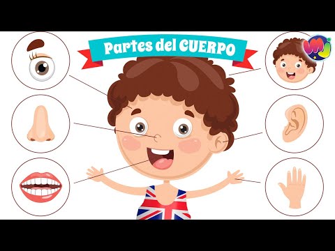PARTES del  CUERPO en  INGLÉS 👄 👀 🖐 Aprende Inglés para niños 🌈