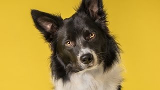 The Real Reason Dogs Tilt Their Heads And Other Canine Facts